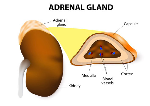 adrenal